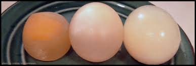 In this lab your group will be given a raw egg. Osmosis Experiment With Egg Lab Report For Biology Class 9 Notes Edurev