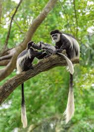 Family Of Black And White Colobus Monkeys Sitting On A Tree In Rainforest Habitat Black And White Nature Animals