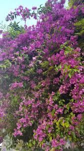 Athens Plants Athens Greece