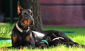 Simple and effective ways to make your doberman pinscher happy, healthy, and obedient. Doberman Growth Chart Doberman Puppy Weight Chart