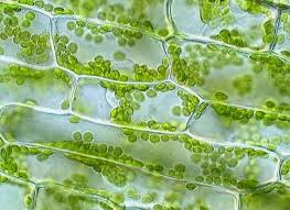 Image result for Elodea