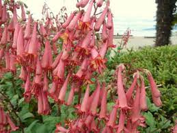 Cape Fuchsia Information Caring For Cape Fuchsia Plants In The Garden Fuchsia Plant Plants Fuchsia Flowers