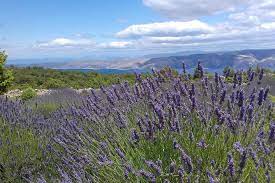 Excursao Hvar Lavanda 2022