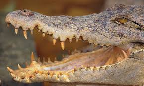 Crocodiles Are Stuck In The Past Genetic Study Shows