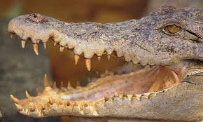 crocodiles are stuck in the past genetic study shows