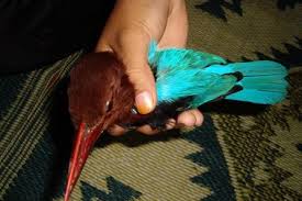 Look through examples of burung raja udang translation in sentences, listen to pronunciation and learn grammar. Burung Apa Outdoor Freaks