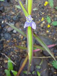 Image result for Cyanotis axillaris