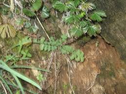 Image result for Actiniopteris radiata