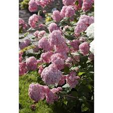 Image result for Hydrangea arborescens Pink Anabelle