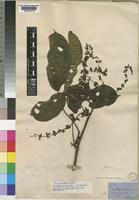 Image result for Vitex thyrsiflora