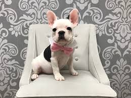Awesome personality male frenchie for sale. French Bulldog Dog Male White And Black 1897233 Furry Babies