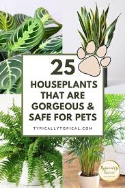 A christmas cactus is a safe plant i would check other anwsers, but this is what i heard. 25 Gorgeous Houseplants That Are Safe For Cats And Dogs Aspca Approved Dog Safe Plants Cat Safe Plants Houseplants Safe For Cats