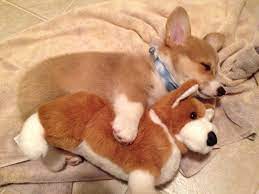 Plus, i sleep with my eyes open so i look like i'm dead. Corgi Puppy Sleeping With His Toy Corgi Aww