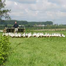 Check spelling or type a new query. Les Canards De La Lys La Ruche Qui Dit Oui