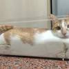 Check out our cat under glass selection for the very best in unique or custom, handmade pieces from our shops. Https Encrypted Tbn0 Gstatic Com Images Q Tbn And9gcq932yjtrrstf7y Vtpnyhexpbhvavlinabgtq Hvy Usqp Cau