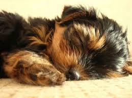 Georgia,ga, idaho,id illinois,il indiana,in, iowa, ia, kansas, ks, kentucky Yorkie Puppy For Sale In Indiana Petswall