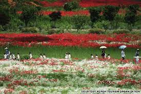 Pin On Korea Places To Visit