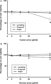 Well, this is all guesswork, but camels are able to concentrate their urine much higher than humans (which makes sense from an evolutionary standpoint if you're a desert animal), so you'd get a higher dose from camel urine than from your homemade stuff. Camel Urine Inhibits The Cytochrome P450 1a1 Gene Expression Through An Ahr Dependent Mechanism In Hepa 1c1c7 Cell Line Sciencedirect