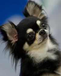 Chihuahuas Jessica Simon Chihuahua Puppies Chihuahua Baby Chihuahua