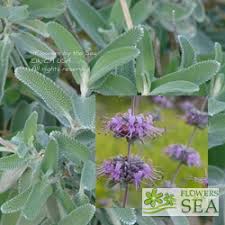 Image result for Salvia stenophylla