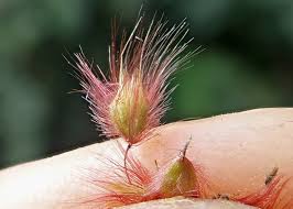 Image result for Melinis repens