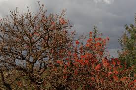 Image result for Erythrina abyssinica × lysistemon
