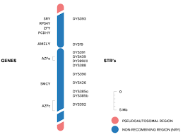 genetics overview science behind the genographic project