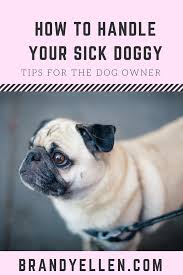A s dog parents, it is important to know common symptoms of a sick dog, such as fever, appetite loss, diarrhea and vomiting, and the possible causes of such signs and symptoms. Help My Pooch Is Sick Sick Dog Pet Care Tips Dogs