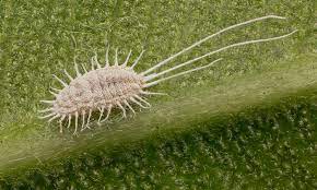 Find out more about mealybug control. Mealybugs Making Pseudococcidae Pests Go Away For Good Epic Gardening