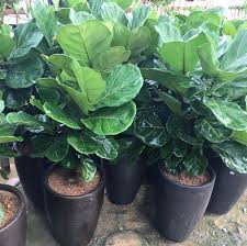 We did not find results for: Cara Penjagaan Pokok Fiddle Fig Supaya Tumbuh Subur Hias My