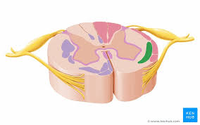 As far as im concern its white. Ascending Tracts Of The Spinal Cord Anatomy Kenhub