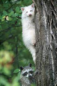 Albino Animals Cute Animals Animals Beautiful Animals