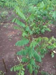 Maybe you would like to learn more about one of these? Gathot Tiwul Mbak Ari Website Petir