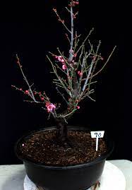 Great for desserts, canning, making jams and jellies or dried fruit. Flowering Fruiting Apricot Specimen Bonsai Tree House Of Bonsai