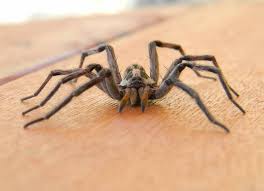 We did not find results for: How To Keep Spiders Out Of Closets Home Stratosphere