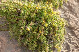 Image result for Leucas