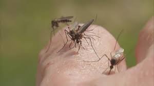 Maybe you would like to learn more about one of these? Verify Does Irish Spring Soap Work To Ward Off Mosquitoes 10tv Com