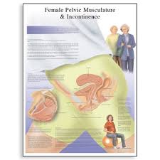 female urinary incontinence chart