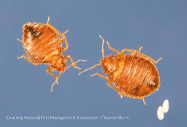 Bed bugs are tiny insects that feed on blood. Bed Bugs Pest Control Tips From Exterminators