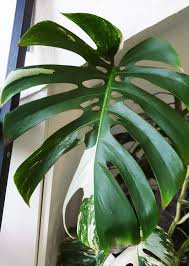 People have begged us to sell these for years! Monstera Variegata Pflanzen Wunder