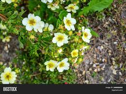 A garden plant with white, yellow, pink, or red flowers that open like a pair of lips when they are pressed. Soft Macro Focus Image Photo Free Trial Bigstock
