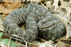 Pin On Snakes And Other Reptiles