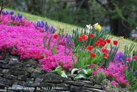 We did not find results for: Spring Flowers In Kokomo Indiana Usa Spring Scenery Spring Tulips Blooming Flowers
