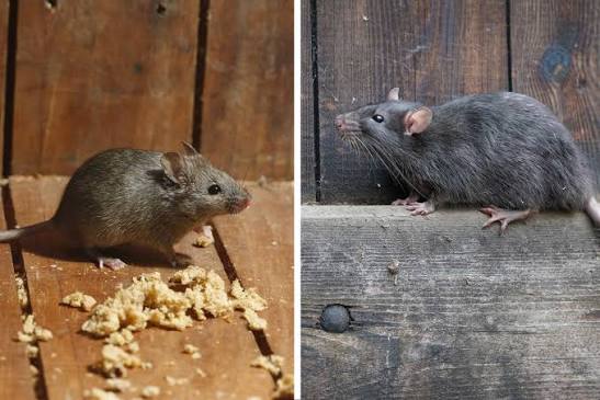 What's the difference?: Mouse vs. rat | Forest Preserve District of Will County