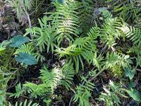 Image result for Cyclosorus striatus