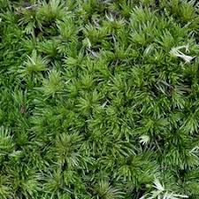 Image result for Dicranolepis