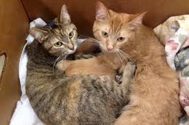This is sometimes called milk fever, or puerperal tetany. the mother cat suffers a serious, rapid loss of calcium (hypocalcemia). 2 Rescue Mama Cats Found Clutched Together With 8 Babies Born Just Days Apart Love Meow