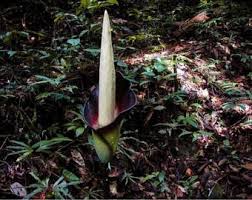 Image result for Gonatopus