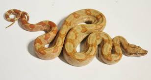 ⬇ download central american boa (boa constrictor imperator) on white background. Baby Sunglow Central American Boas For Sale