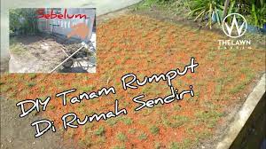 Team wom.my — january 31, 2016. 17 Cara Tanam Rumput Sendiri Youtube